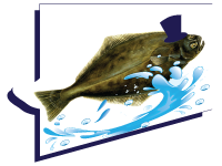 Halibut