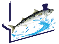 Mackerel